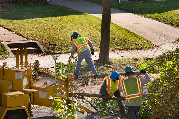 Best Seasonal Cleanup  in Fruitdale, CA